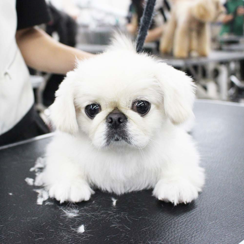 いつもかわいいお客様わんこ♪